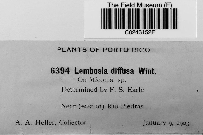 Lembosia diffusa image