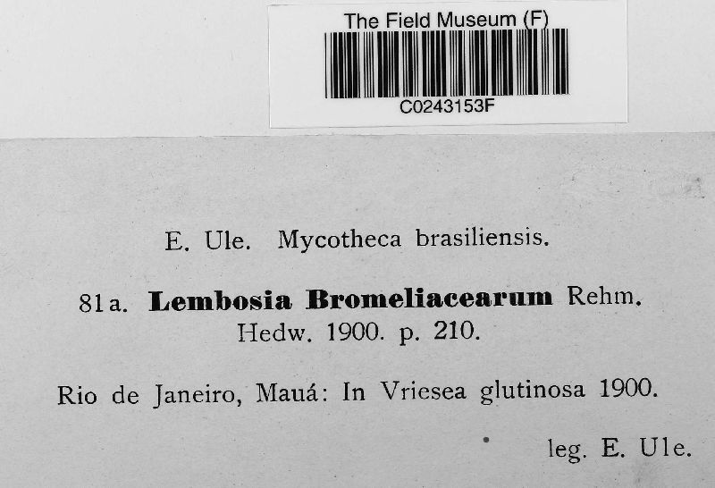 Lembosia bromeliacearum image
