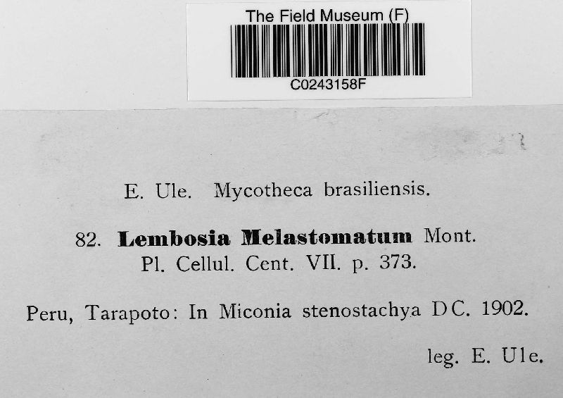 Lembosia melastomatum image