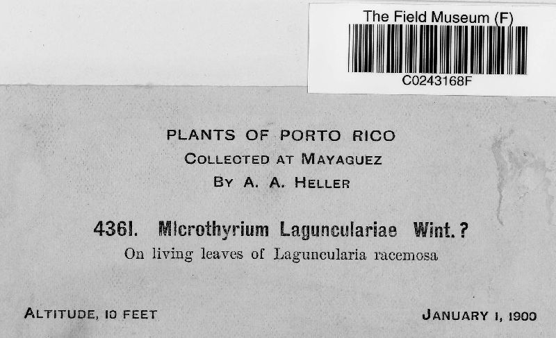 Microthyrium lagunculariae image