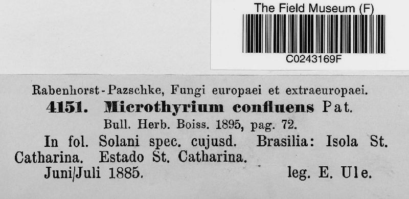 Microthyrium confluens image