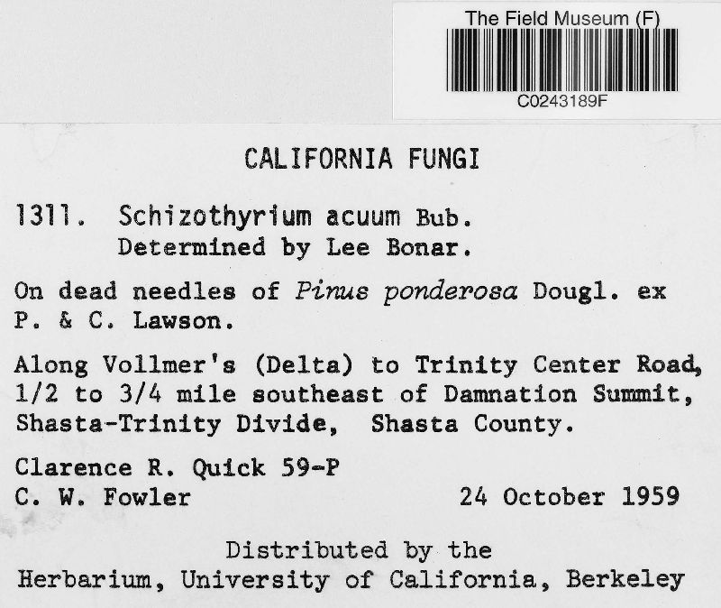 Schizothyrium acuum image