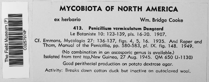 Talaromyces image