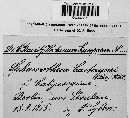 Sphaerotheca castagnei image
