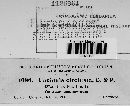 Uncinula circinata image