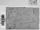 Nigrocornus scleroticus image