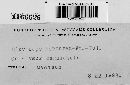 Claviceps purpurea image