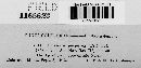 Claviceps purpurea image