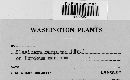 Claviceps purpurea image