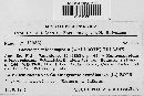 Claviceps purpurea image