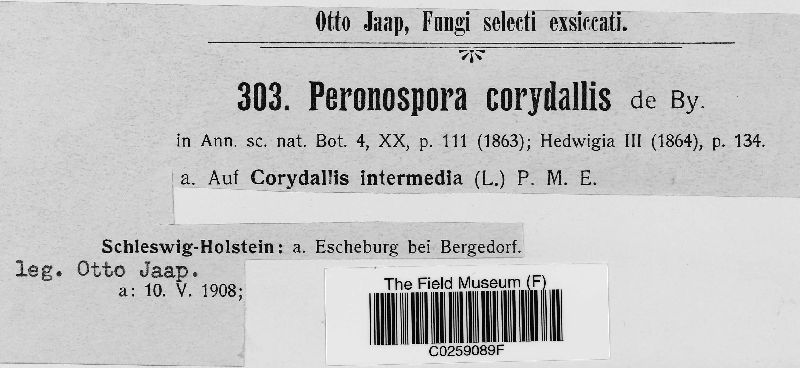 Peronospora corydalis-intermediae image