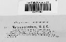 Marssonia ochroleuca image