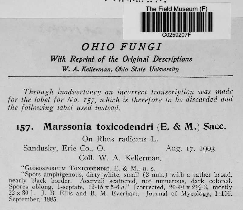 Marssonia toxicodendri image