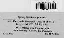Drepanopeziza populi-albae image