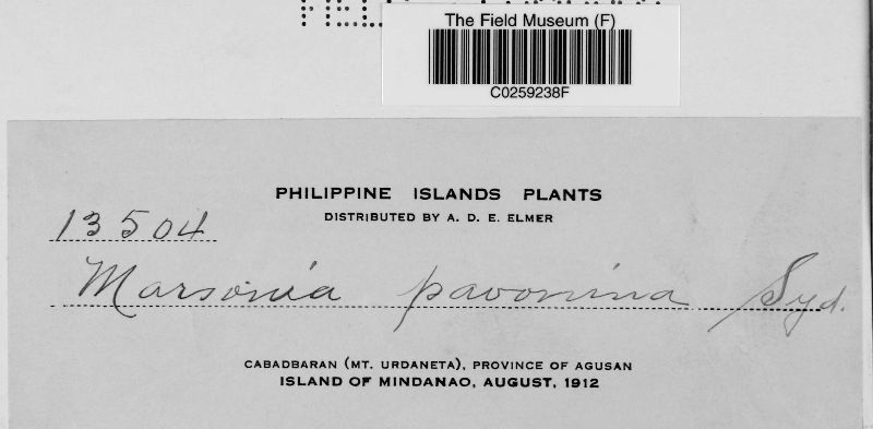 Marssonia pavonina image