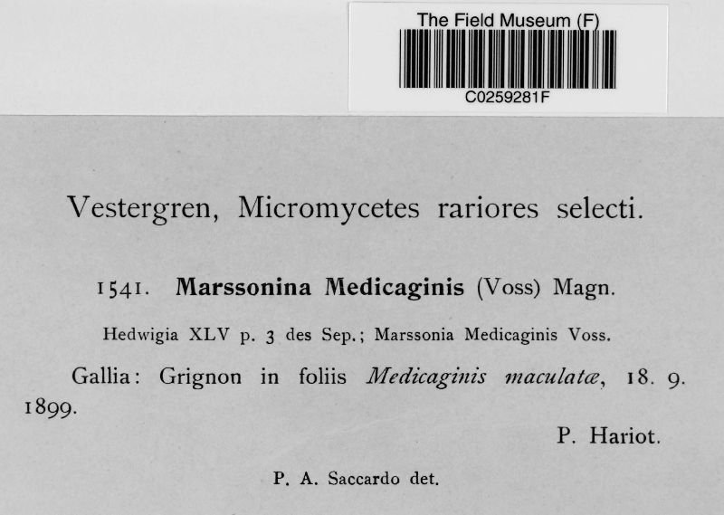 Marssonina medicaginis image