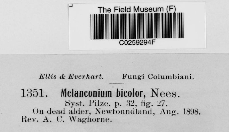 Melanconium bicolor image