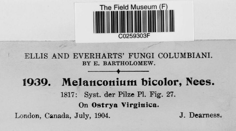 Melanconium image