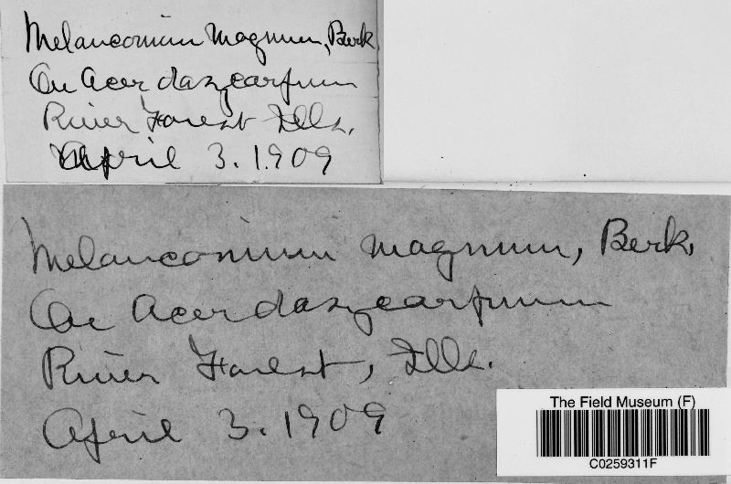 Melanconium magnum image