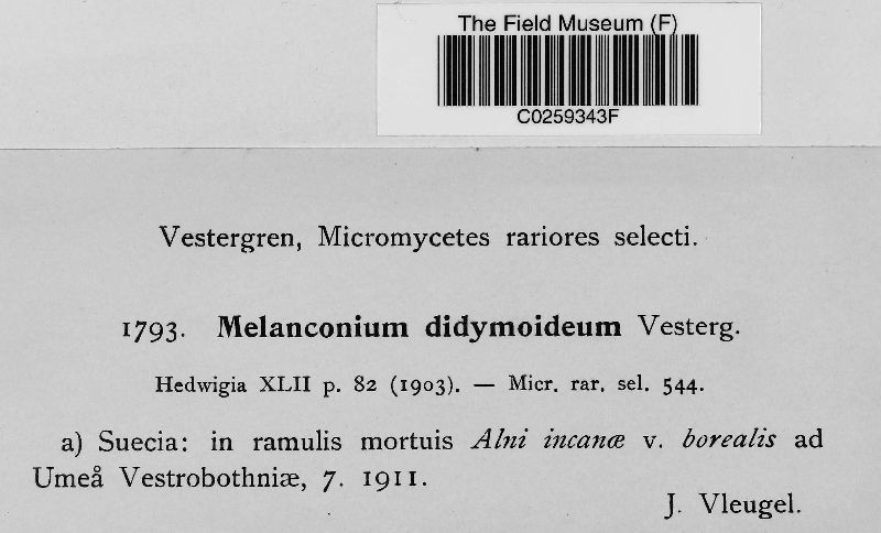 Melanconium didymoideum image