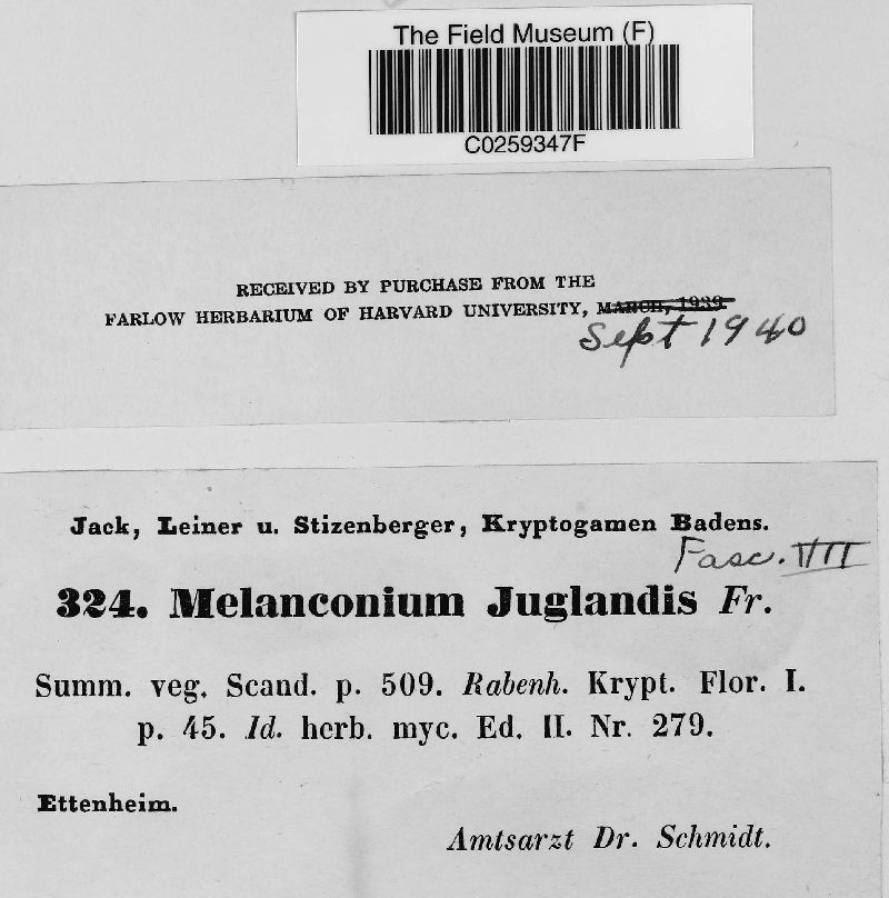 Melanconium juglandis image