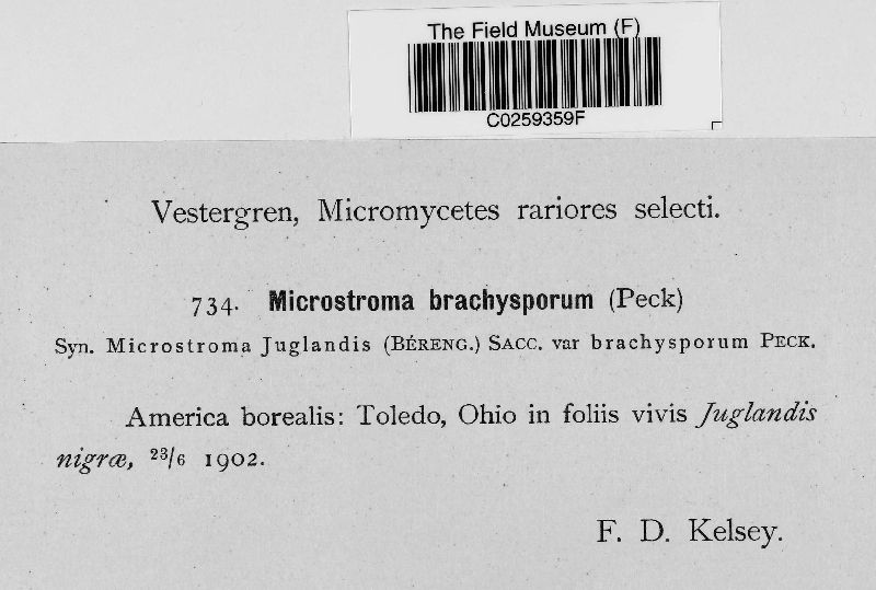 Microstroma brachysporium image