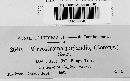Microstroma juglandis image