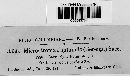 Microstroma juglandis image