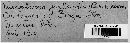 Microstroma juglandis image