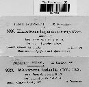 Microstroma juglandis image