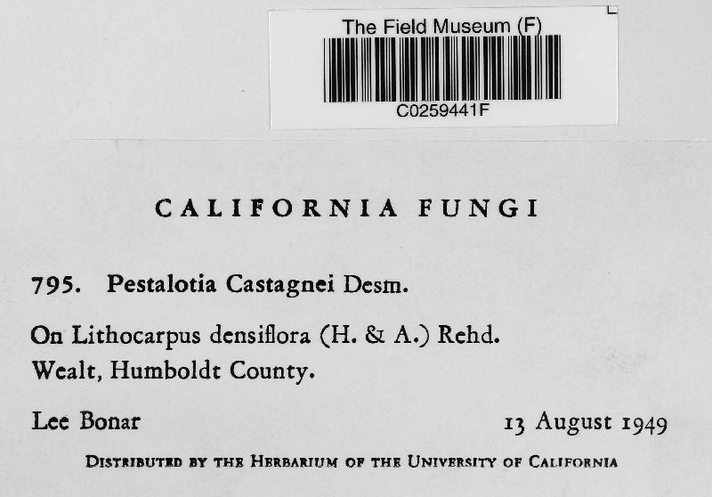Pestalotia castagnei image