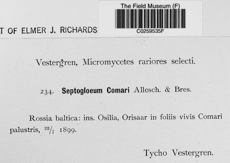 Septogloeum comari image