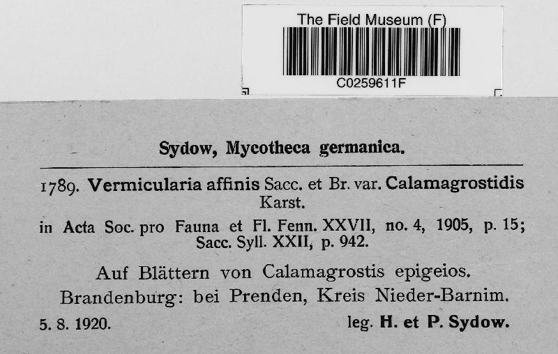 Vermicularia affinis var. calamagrostidis image