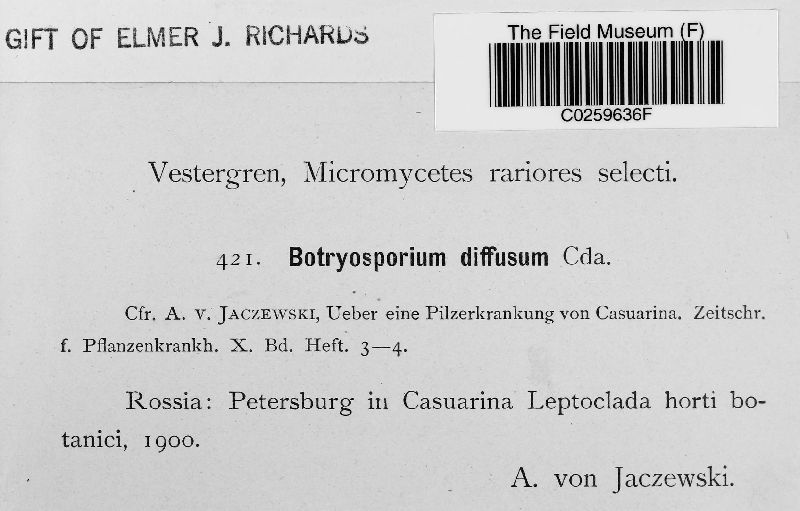 Botryosporium pulchrum image