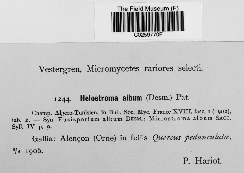 Helostroma album image