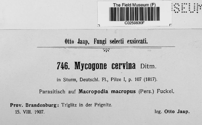 Mycogone cervina image
