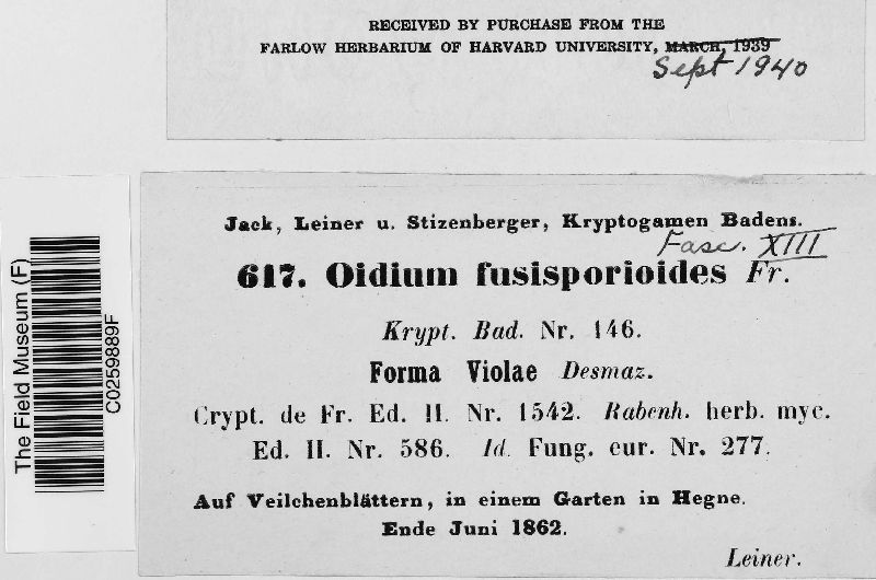 Oidium fusisporioides var. violea image