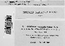 Blumeria graminis image