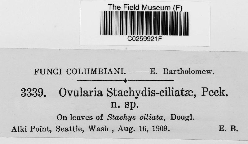 Ovularia stachydis-ciliatae image