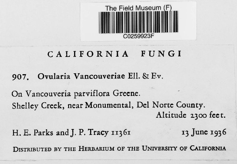 Ovularia vancouveriae image