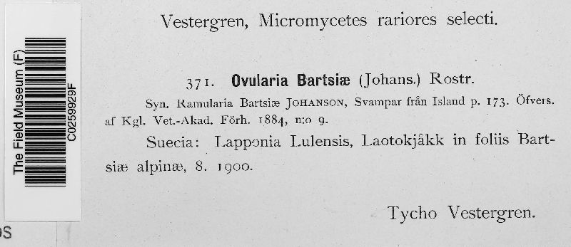 Ovularia bartsiae image