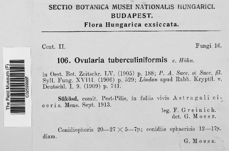 Ovularia tuberculiformis image