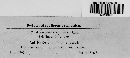 Aposphaeria pinea image