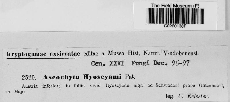 Ascochyta hyoscyami image