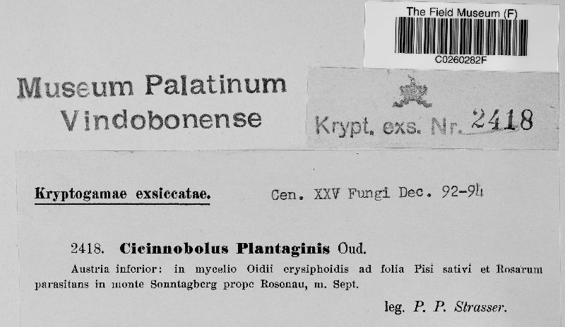 Cicinnobolus plantaginis image
