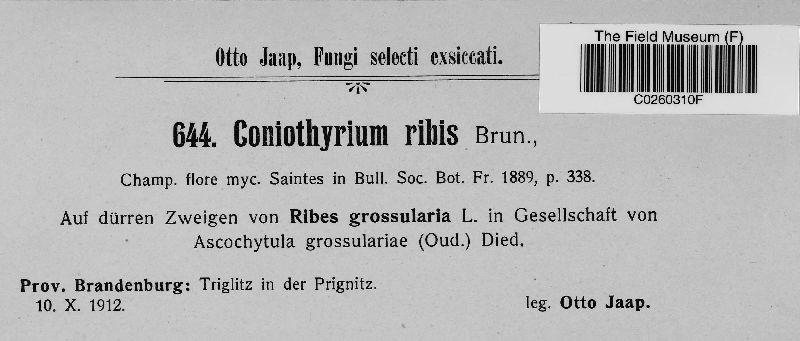 Coniothyrium ribis image