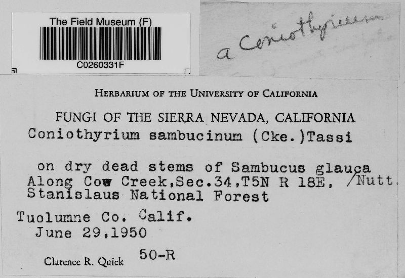 Coniothyrium sambucinum image