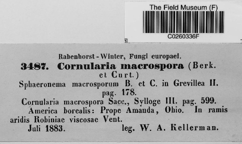 Cornularia macrospora image