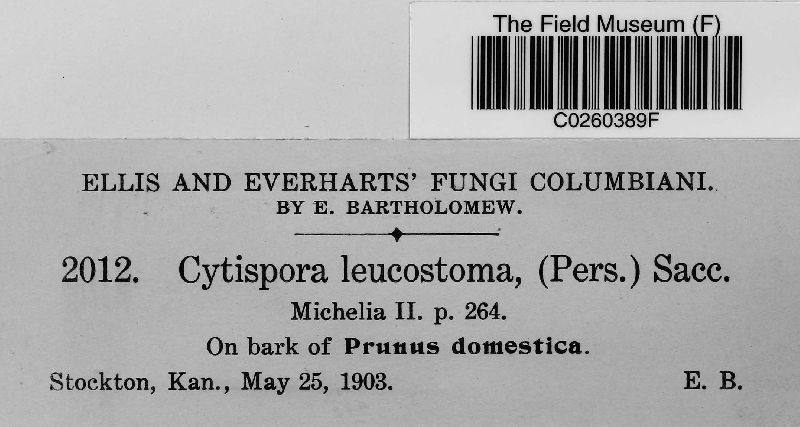 Leucostoma persoonii image