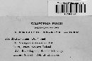 Eudarluca caricis image